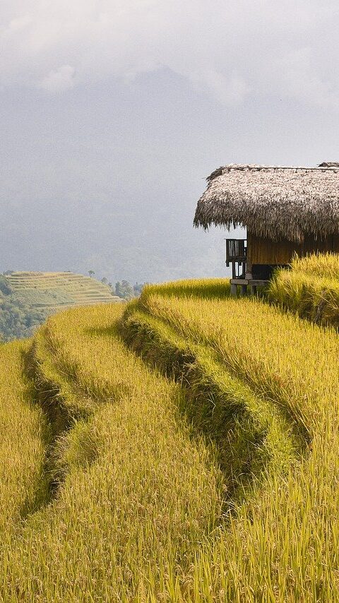 terraces, rice fields, paddy-7878191.jpg